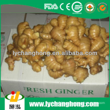 varieties of ginger/ginger and garlic export/fresh ginger sale